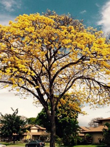 2015-03-10 Yellow Tree