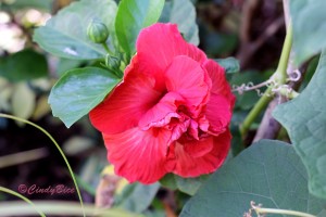 2016-02-09 2. WGS COME Ruffled Hibiscus