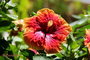 2016-02-23 4. WGS PRAISE Ruffled Hibiscus