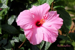 2016-03-29 9. WGS Know, God is with you Hibiscus
