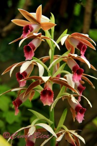 2016-04-19 12. WGS Orchid