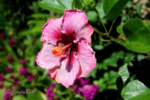 2016-04-26 13.WGS Red Throated Hibiscus