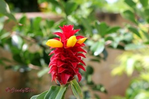 2016-05-03 14.WGS Waxy Red Hibiscus