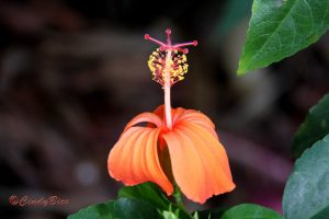 2016-06-14 20. WGS Bottom Line Native Hibiscus