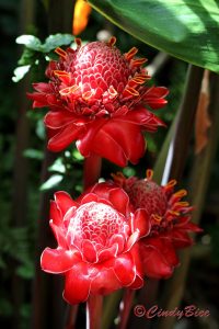2016-06-28 22. WGS Red Torch Ginger